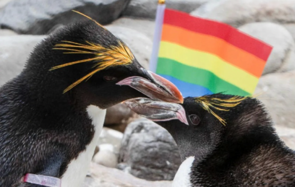 Pride Of Lions: London Zoo To Celebrate “Diverse History Of LGBTQ+ Animals” | The Upper Lip