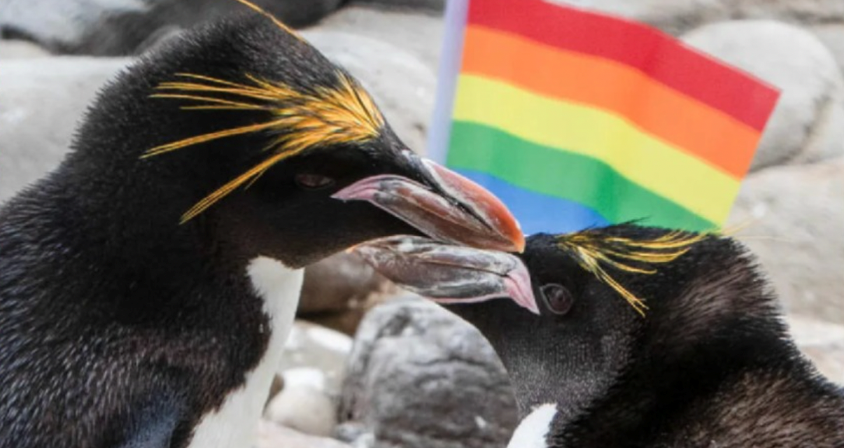 Pride Of Lions: London Zoo To Celebrate “Diverse History Of LGBTQ+ Animals”