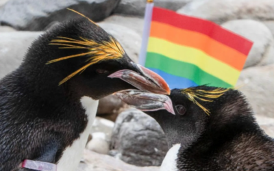 Pride Of Lions: London Zoo To Celebrate “Diverse History Of LGBTQ+ Animals”