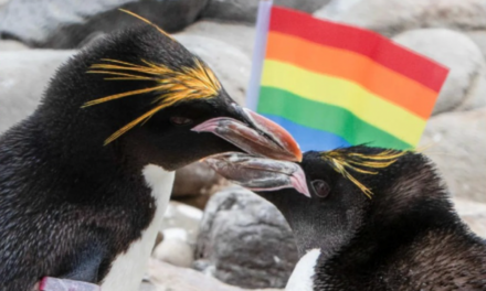 Pride Of Lions: London Zoo To Celebrate “Diverse History Of LGBTQ+ Animals”