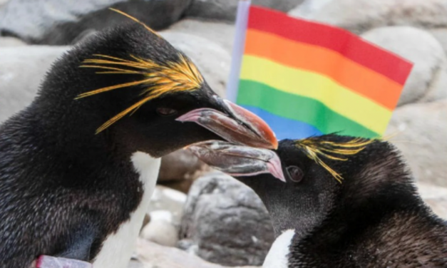 Pride Of Lions: London Zoo To Celebrate “Diverse History Of LGBTQ+ Animals”