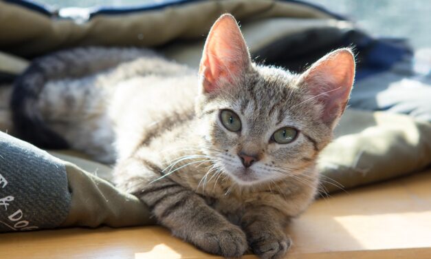 Homeless Man Identifies As Cat “To Secure Accommodation At The RSPCA”