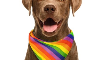 Dog Owners Encouraged To Use Gender-Neutral Pronouns For Pets