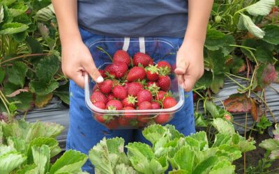 Tweeter Who Constantly Complains Brits Are Too Idle To Pick Fruit Is “Too Busy” For Fruit Picking Job