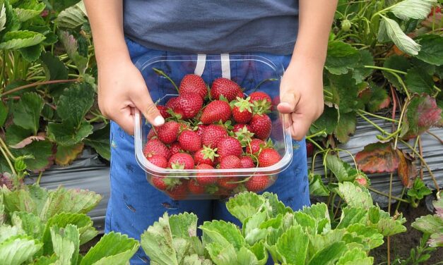 Tweeter Who Constantly Complains Brits Are Too Idle To Pick Fruit Is “Too Busy” For Fruit Picking Job