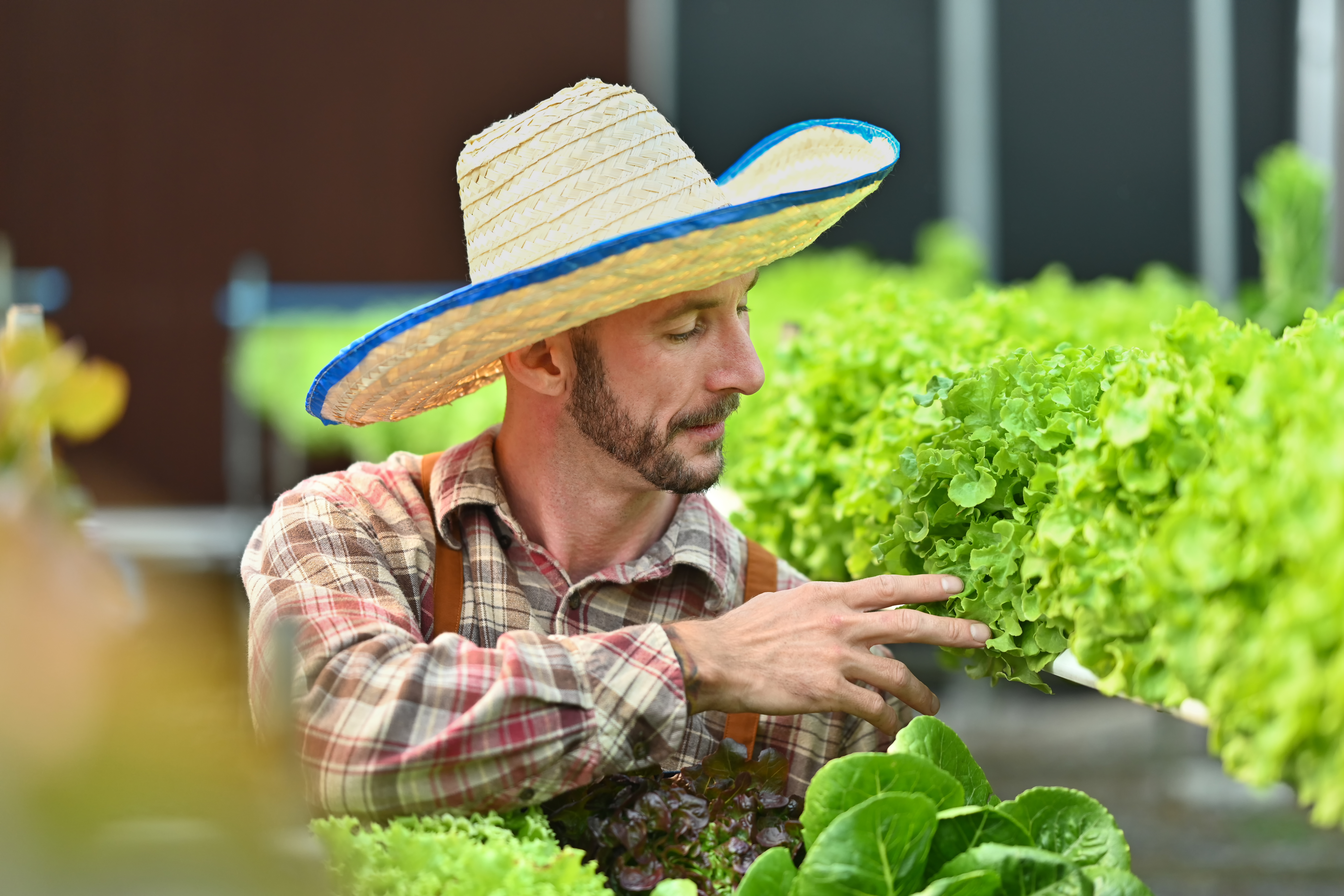 Vegetable Farmer Furious About Retracted EU Lettuce Regulation. Insists He Voted Romaine