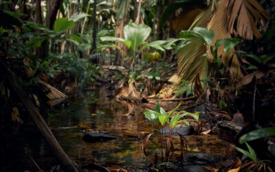 Amazonian Rainforest Dying Out Due to Net Zero Targets