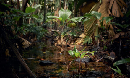 Amazonian Rainforest Dying Out Due to Net Zero Targets